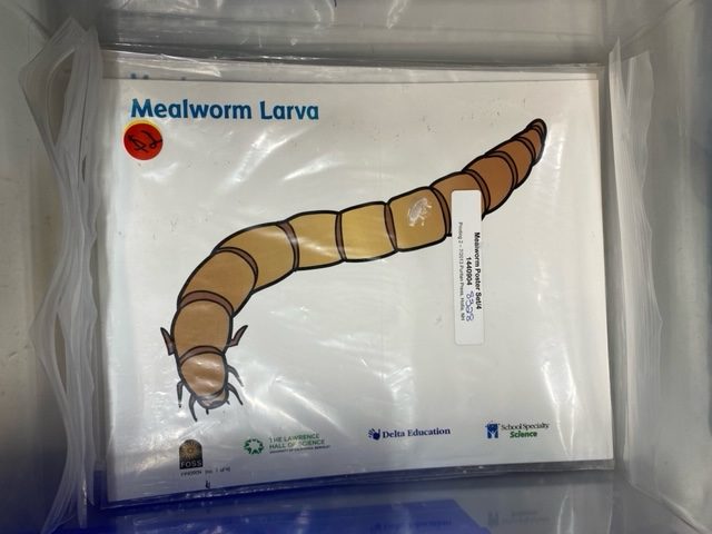 Image of mealworm lifecycle posters